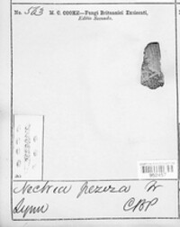 Hydropisphaera peziza image